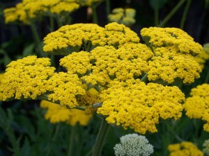 Boymadərən bitkisinin faydaları