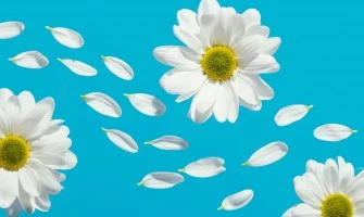 Çobanyastığı bitkisinin faydaları Çobanyastığı bitkisinin faydaları