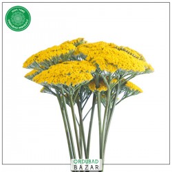 Boymadərən otu Boymadərən otu