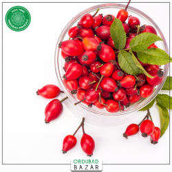 İtburnu qurusu İtburnu qurusu